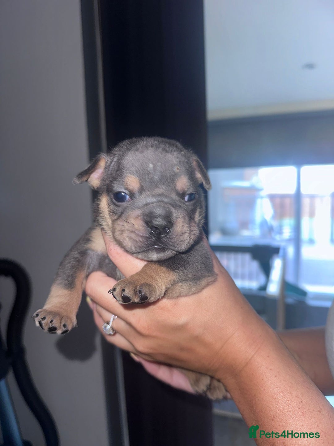 English Bulldog dogs for sale: Beautiful English bulldog puppies - Image 15