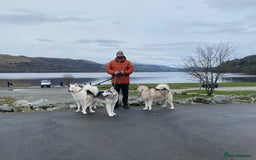 Alaskan Malamute dogs for sale: Pure bred Alaskan Malamute puppies - Image 4