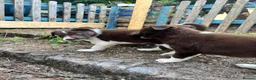 Border Collie dogs for sale: ISDS/KC Border Collie puppies for sale  - Advert 30