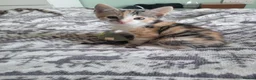 Mixed Breed cats for sale: Kittens for sale - Advert 10