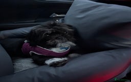 Shih Tzu dogs for sale: Teddy 5 months old Shih Tzu  - Image 4