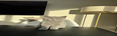 British Shorthair Kitten 1