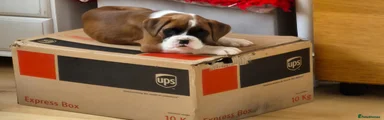 Boxer Puppy 1