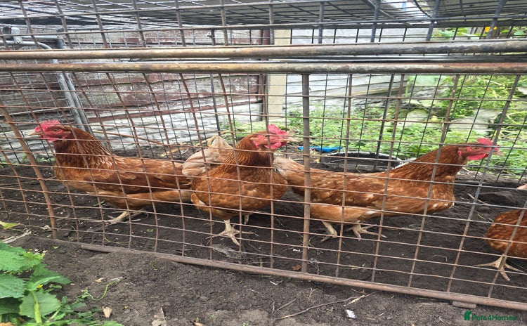 Chickens poultry - Advert 1