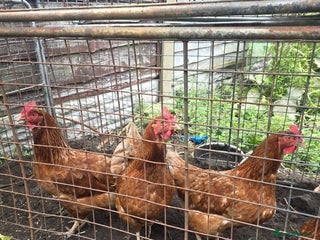 Chickens poultry - Advert 27