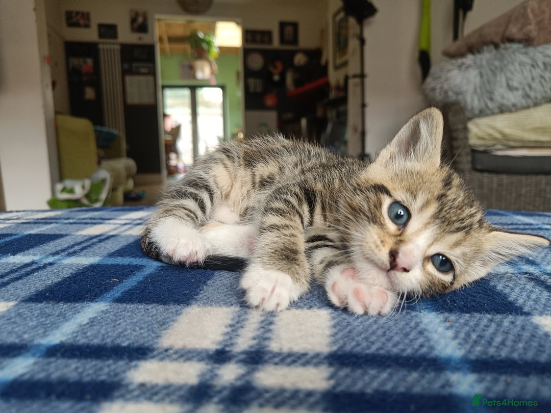Mixed Breed cats for sale: Calico Mum, Tabby Dad kittens for sale - Image 5