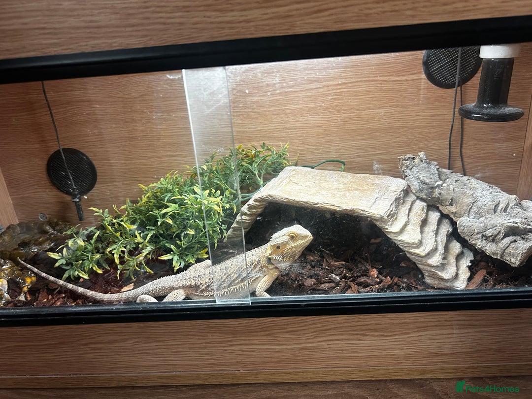 Bearded Dragon reptiles for sale: Bearded dragon and full set up  - Image 6