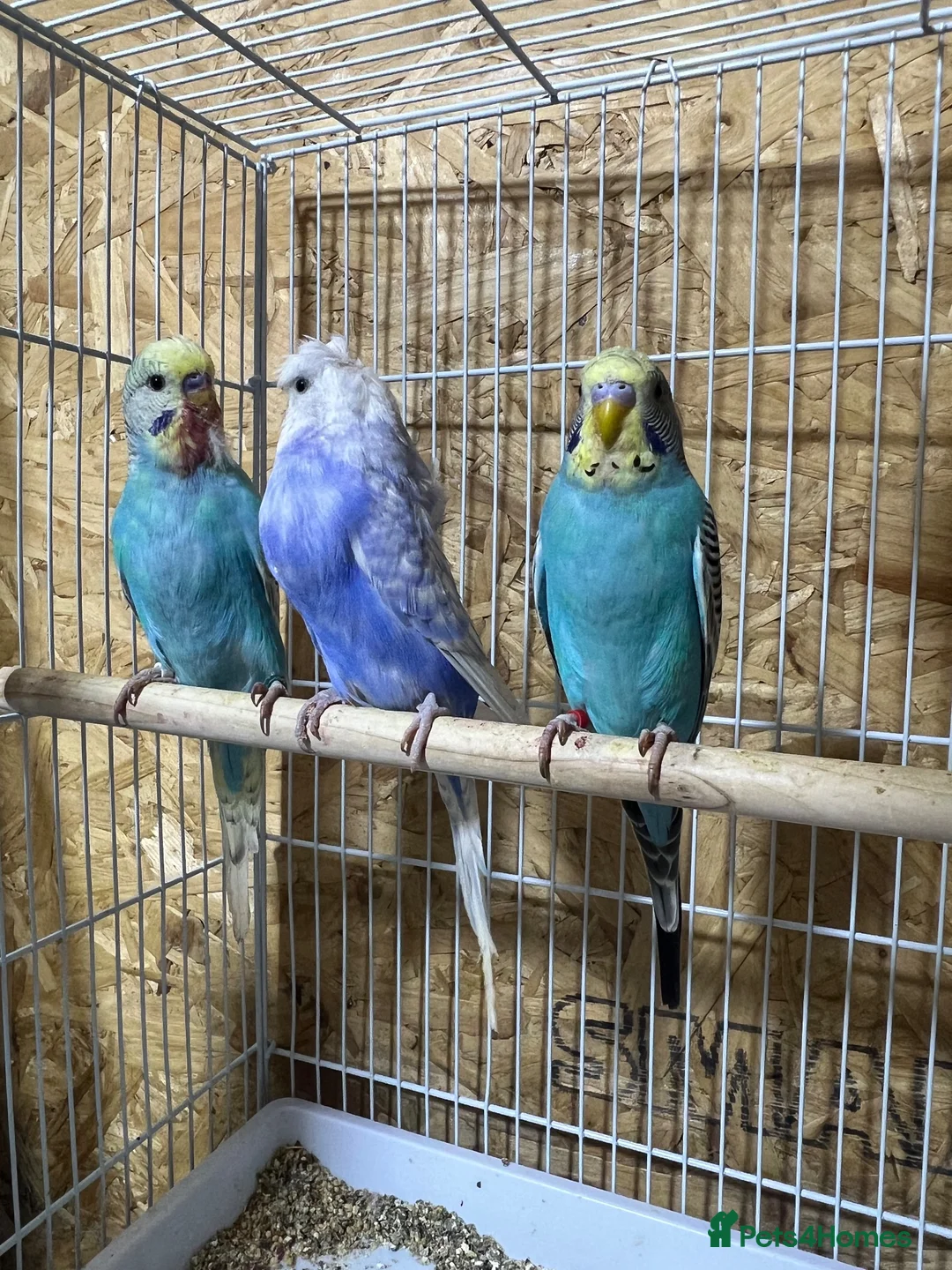 Budgerigars birds for sale: Budgies  - Advert 2