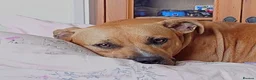 Staffordshire Bull Terrier dogs for sale: ExceptionalStaffordshire bull Terrier Puppies - Advert 2