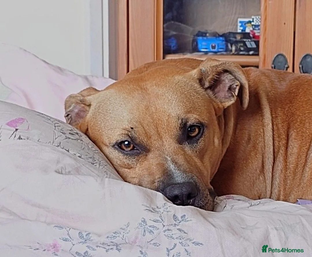 Staffordshire Bull Terrier dogs for sale: ExceptionalStaffordshire bull Terrier Puppies - Advert 2
