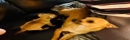 Chihuahua dogs for sale: Chihuahua puppy's for sale - Advert 2