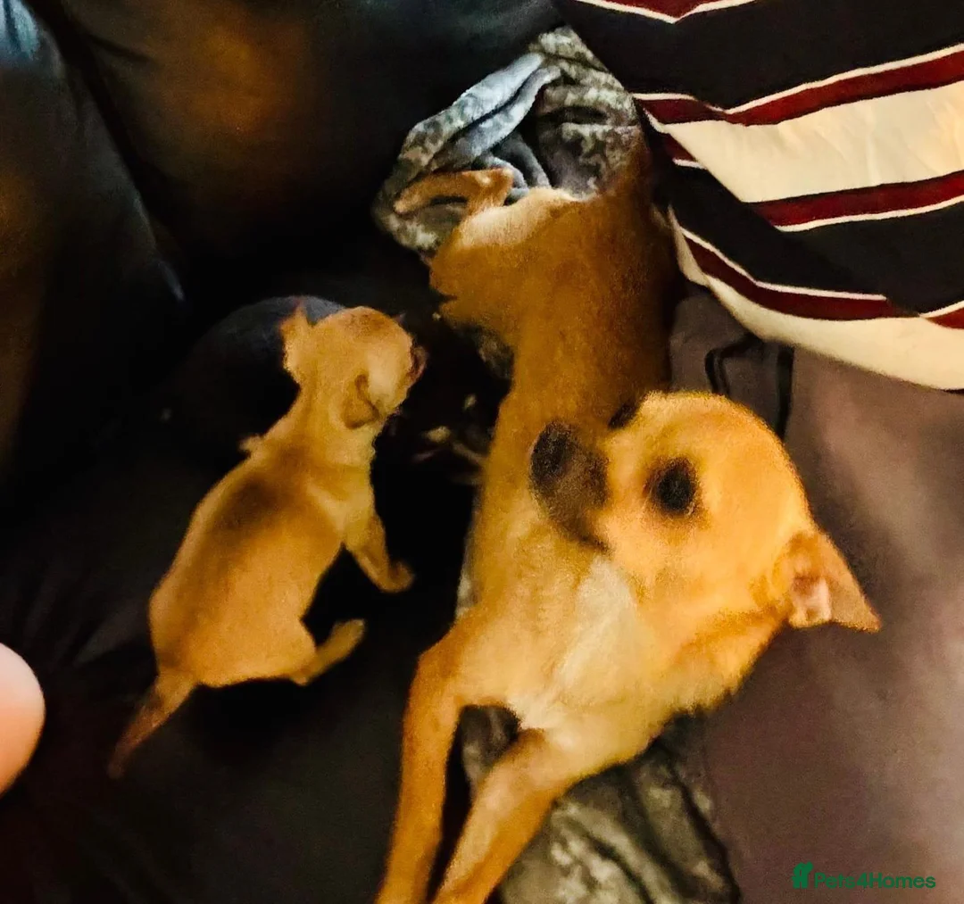 Chihuahua dogs for sale: Chihuahua puppy's for sale - Advert 2