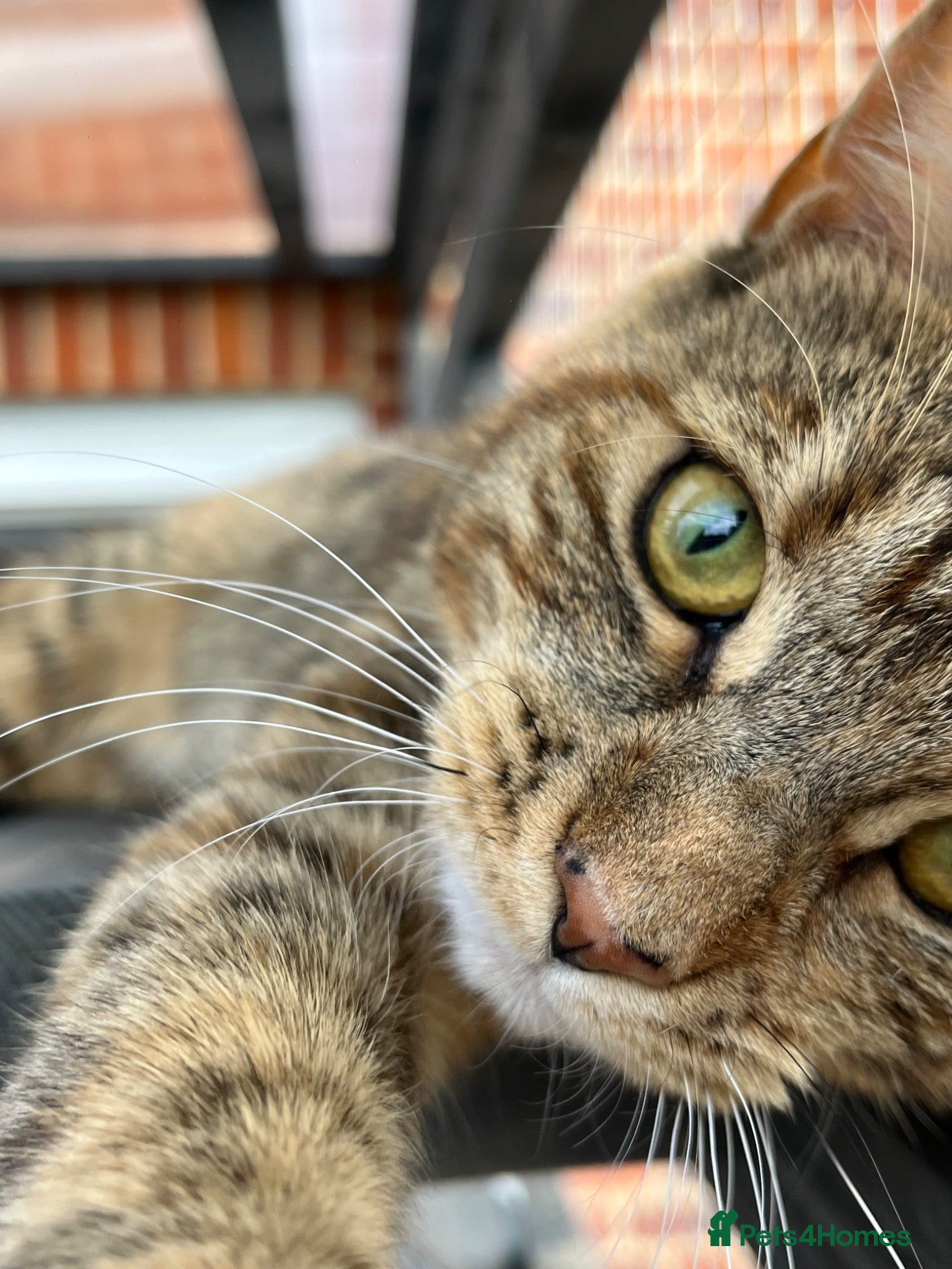 Mixed Breed cats Half Maine coon - Ashoka  - Advert 3