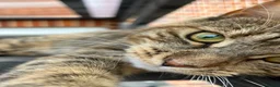Mixed Breed cats for sale: Half Maine coon - Ashoka  in Beccles - Advert 1