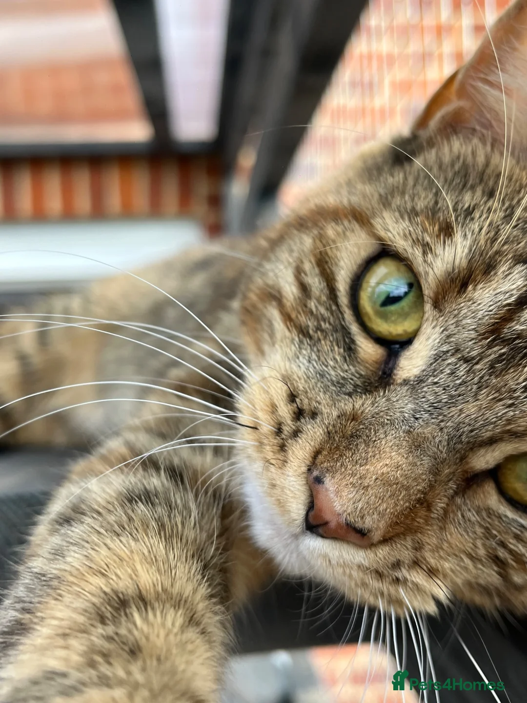Mixed Breed cats for sale: Half Maine coon - Ashoka  in Beccles - Advert 1