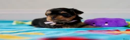 Yorkshire Terrier dogs for sale: Top Quality KC Reg Yorkshire Terrier Puppies - Advert 7