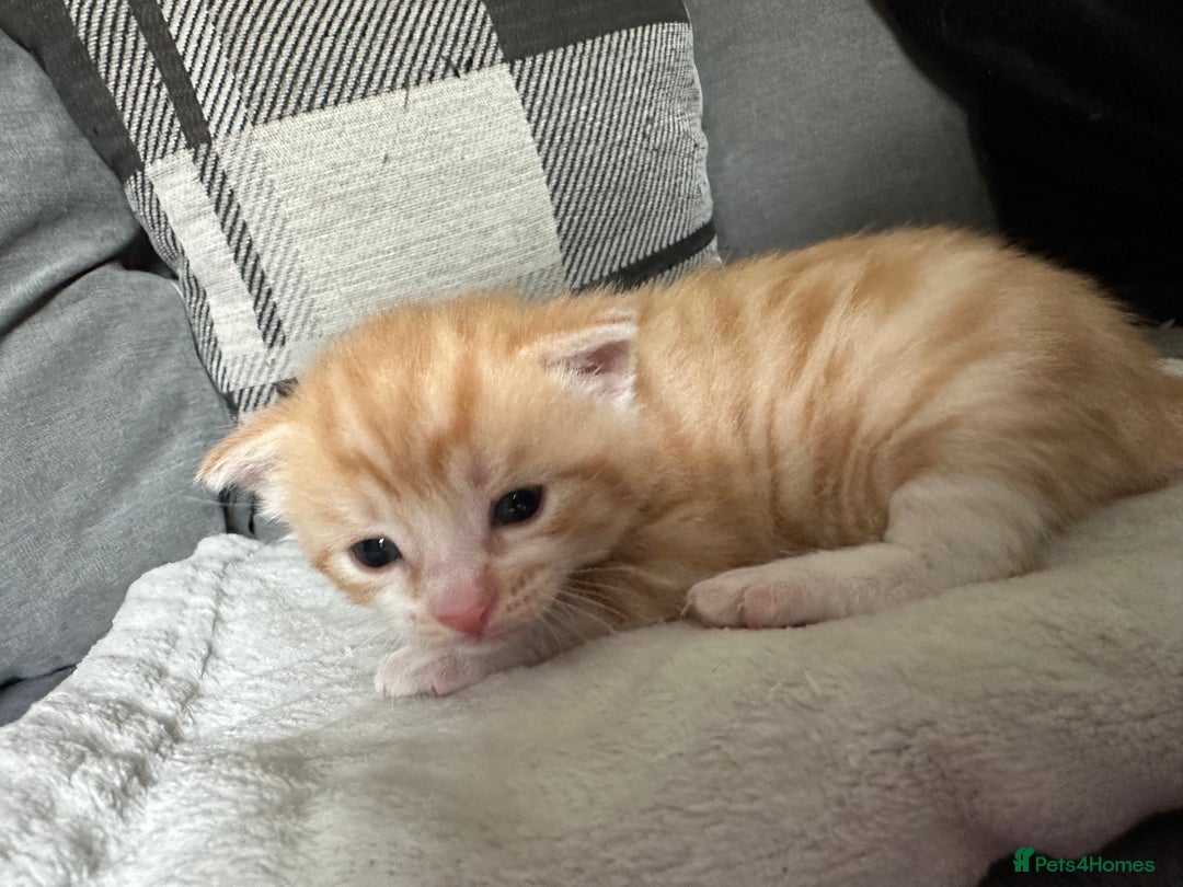 Mixed Breed cats for sale: Beautiful kittens  - Image 32