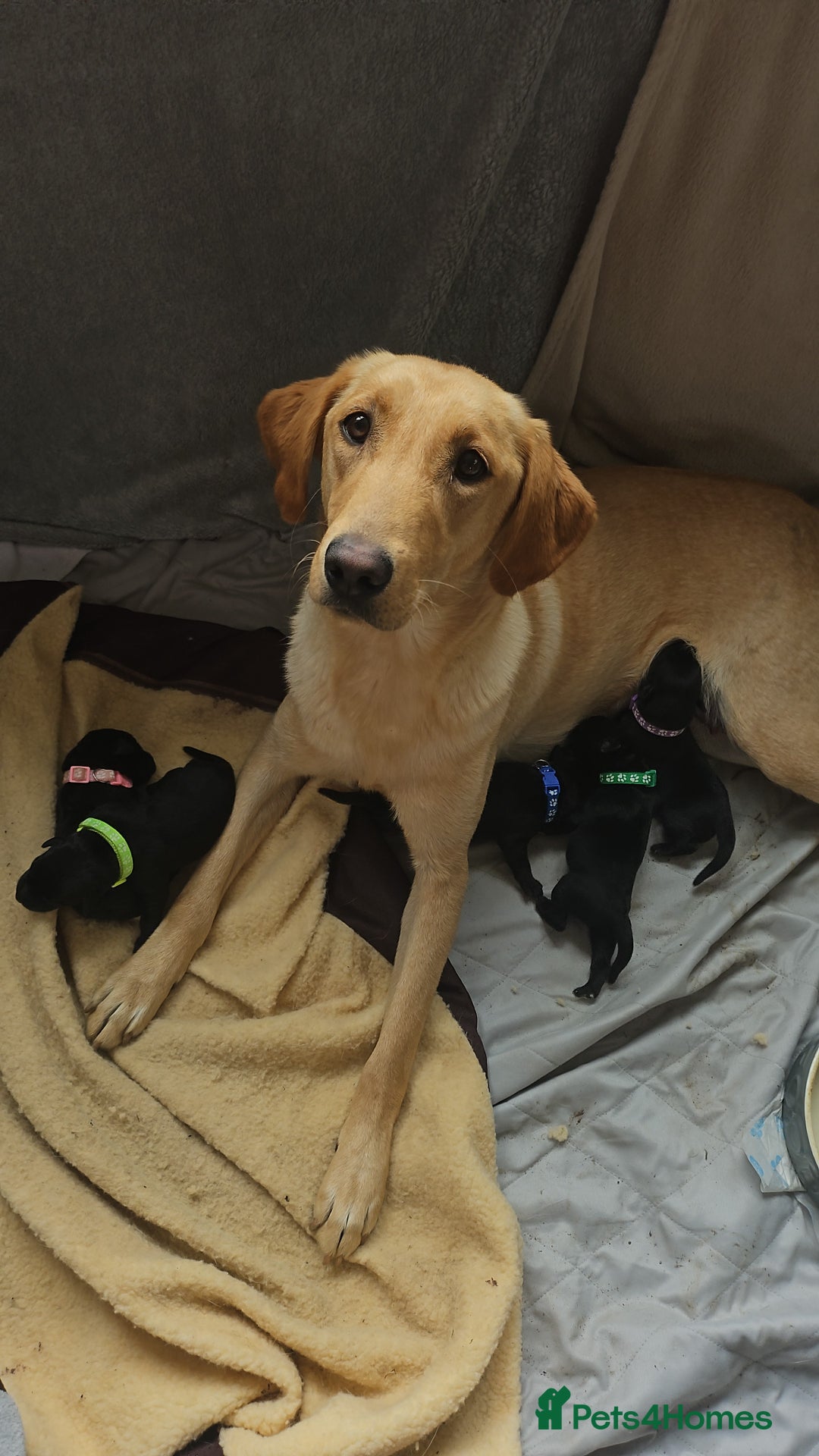 Labrador Retriever dogs for sale: Black boy labradors from working/gun dogs - Image 5