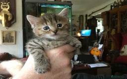 Mixed Breed cats for sale: Beautiful Fluffy Tabby Siblings for sale - Image 4