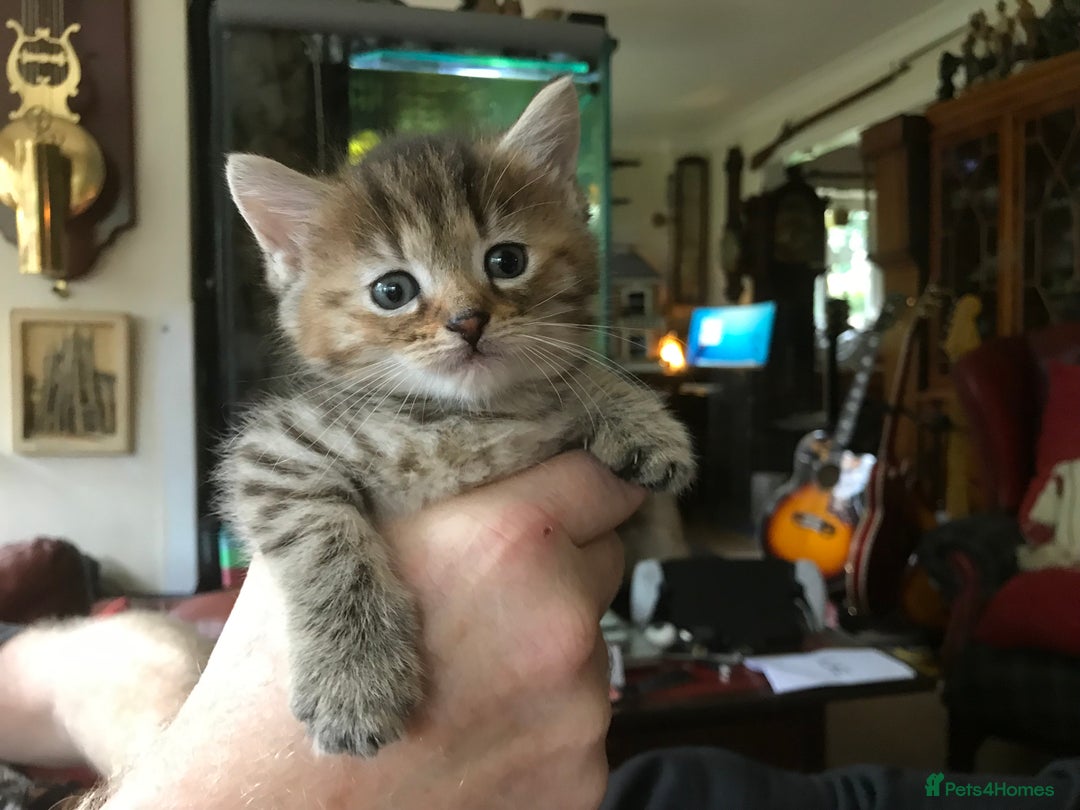 Mixed Breed cats for sale: Beautiful Fluffy Tabby Siblings for sale - Image 4
