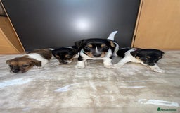 Jack Russell dogs for sale: Traditional jack russel pups tri coloured  - Image 1