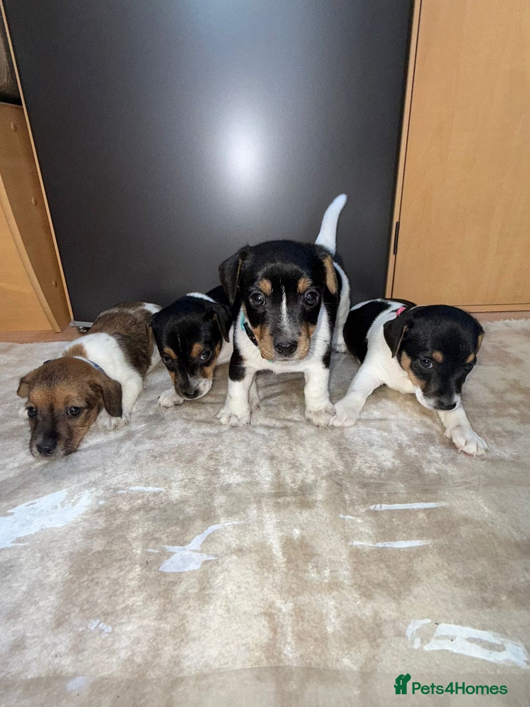 Jack Russell dogs for sale: Traditional jack russel pups tri coloured  - Image 1