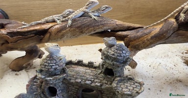 Bearded Dragon reptiles - Advert 8