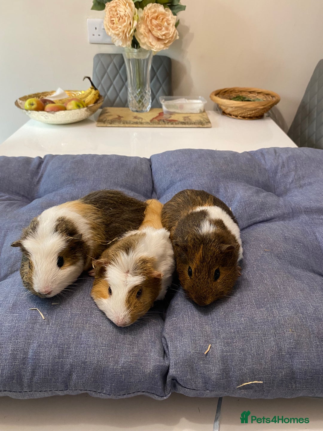 Guinea Pig rodents for sale: Beautiful baby Guinea pigs - Image 7