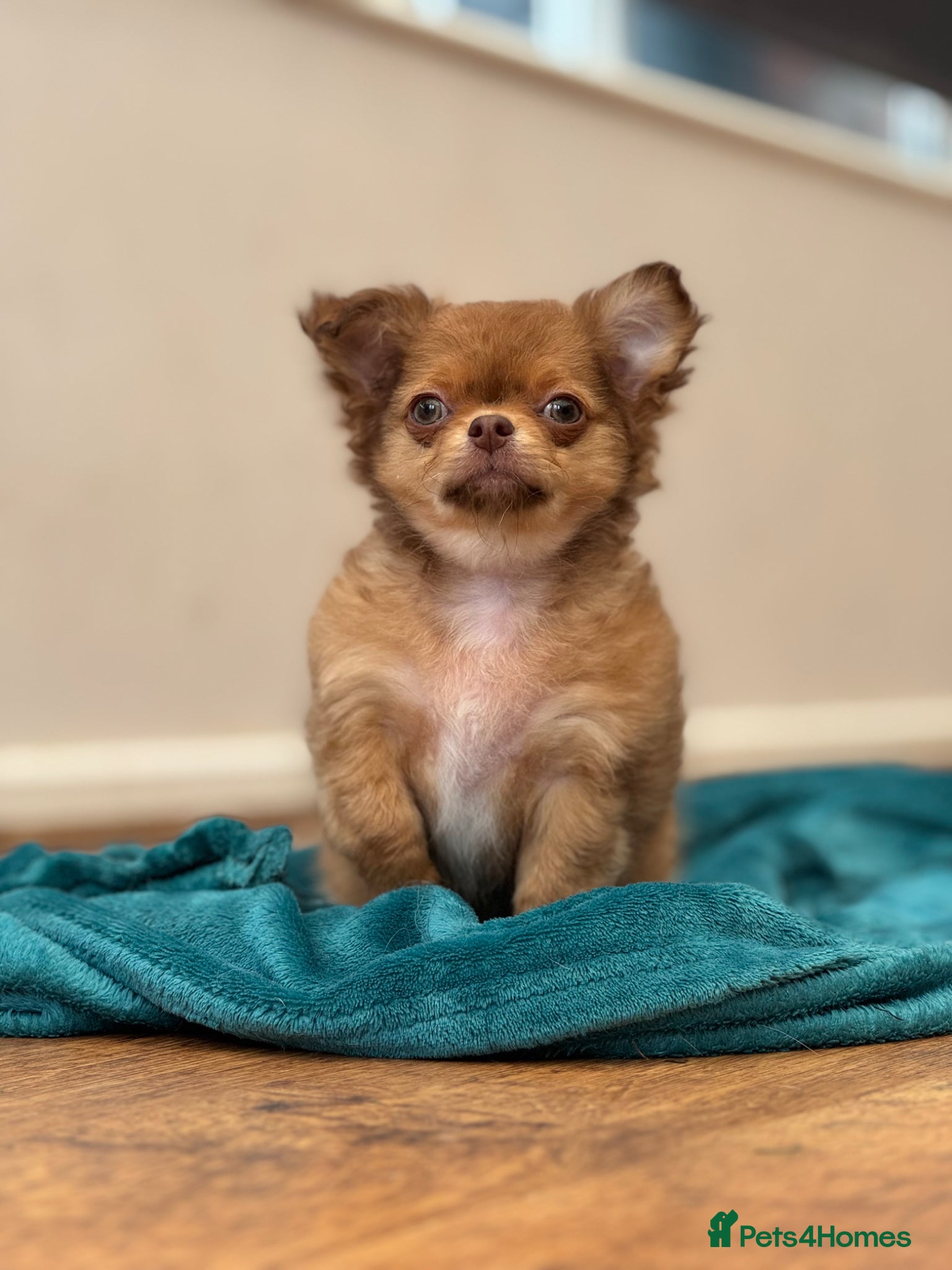 Chihuahua dogs Last stunning KC male available 😍  - Advert 1