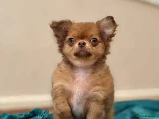 Chihuahua dogs Last stunning KC male available 😍 - Advert 1