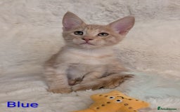 Maine Coon cats for sale: ✨ Stunning Maine Coon Kittens Ready Now ✨ - Image 2
