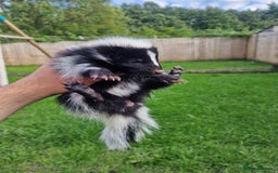 Mixed Breed rodents for sale: 2 FEMALE B&W SKUNK KITS RE AVAILABLE READY NOW! - Image 5