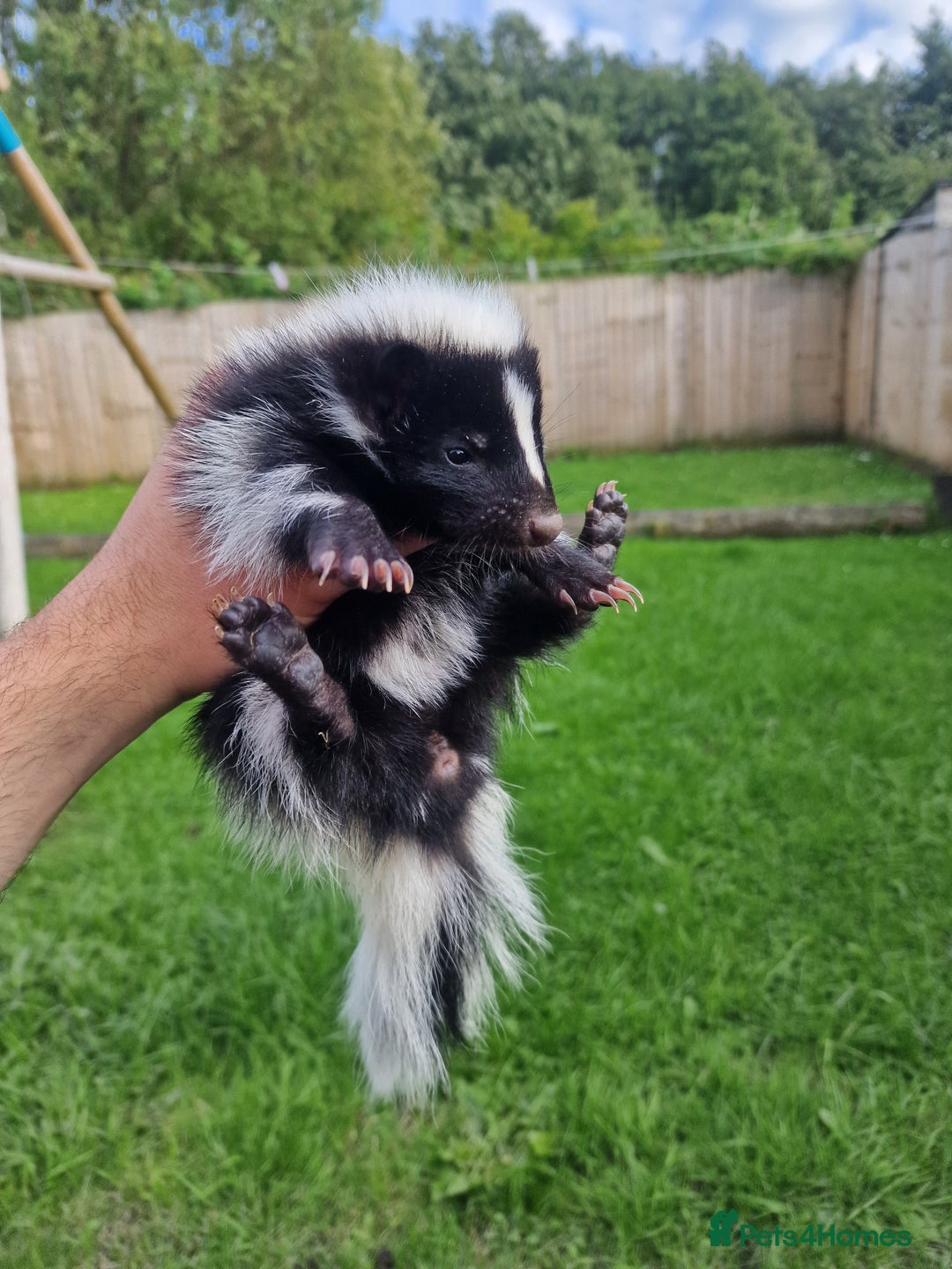 Mixed Breed rodents for sale: 2 FEMALE B&W SKUNK KITS RE AVAILABLE READY NOW! - Image 5