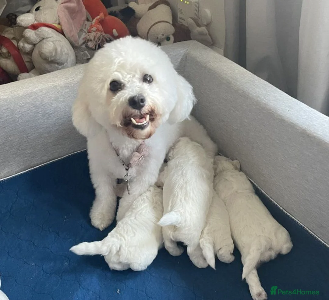 Bichon Frise dogs for sale: Adorable Bichon Puppies Available in Manchester - Advert 1