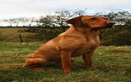 Labrador Retriever dogs for sale: Fox Red Labrador Puppies From Working Parents - Image 6