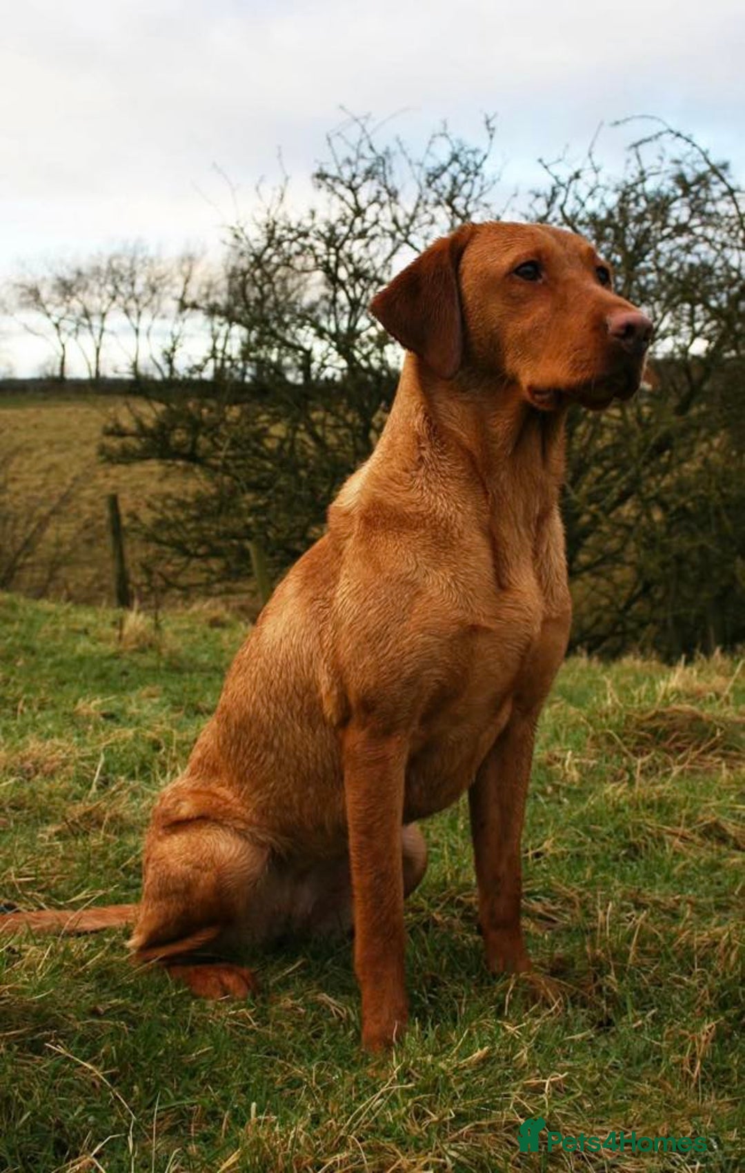 Labrador Retriever dogs for sale: Fox Red Labrador Puppies From Working Parents - Image 6