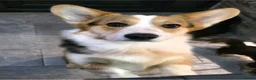 Welsh Corgi Pembroke dogs for sale: Beautiful Tri Colour Boy.   - Advert 1