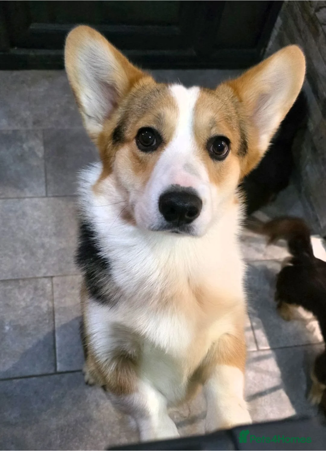 Welsh Corgi Pembroke dogs for sale: Beautiful Tri Colour Boy.   - Advert 1