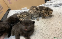 British Shorthair cats for sale: British shorthair kittens - Image 6