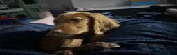 Cocker Spaniel dogs for sale: Rico the cocker  - Advert 2