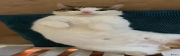 Domestic Shorthair cats for sale: Lulu  - Advert 2