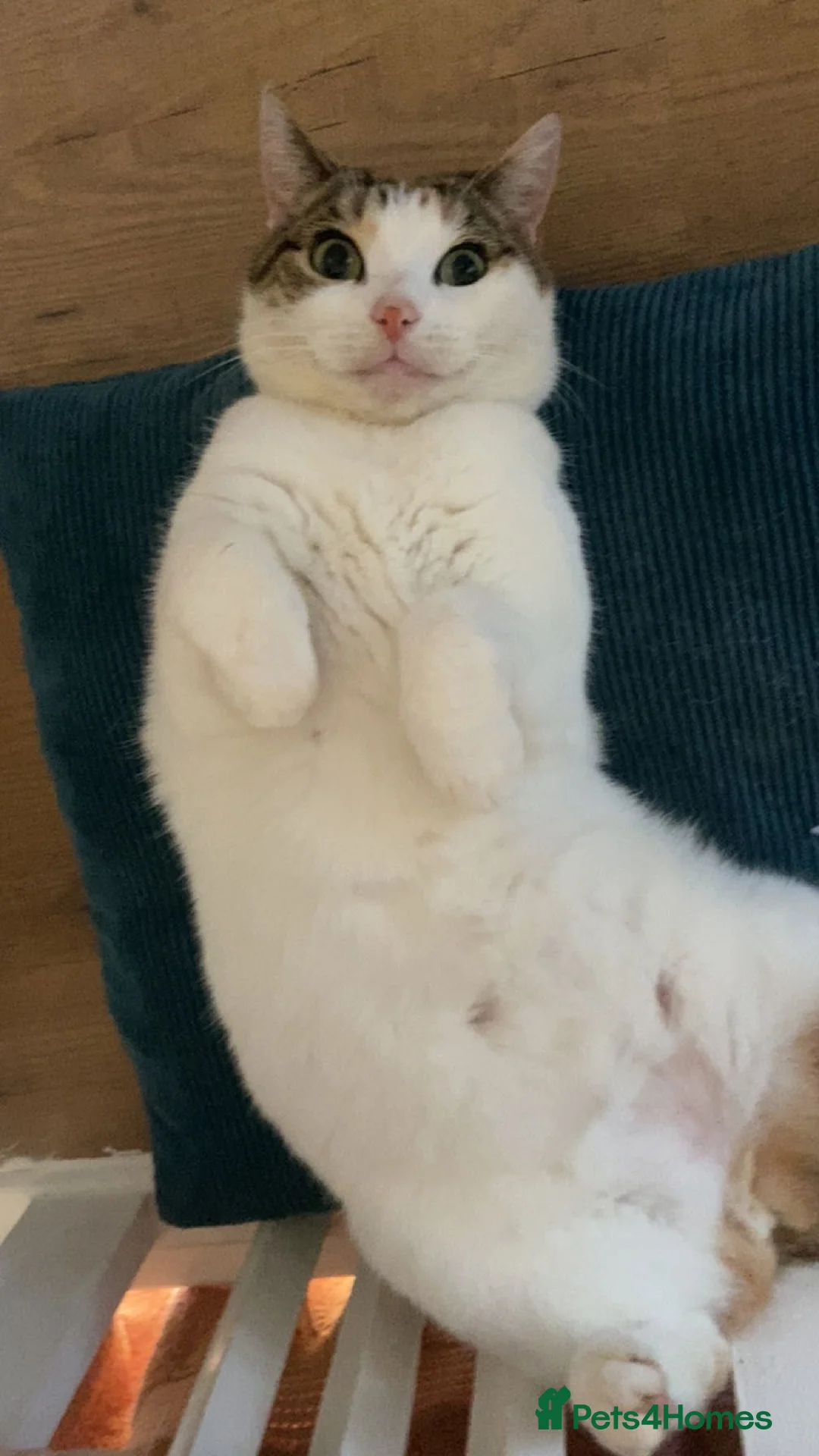 Domestic Shorthair cats for sale: Lulu  - Advert 2