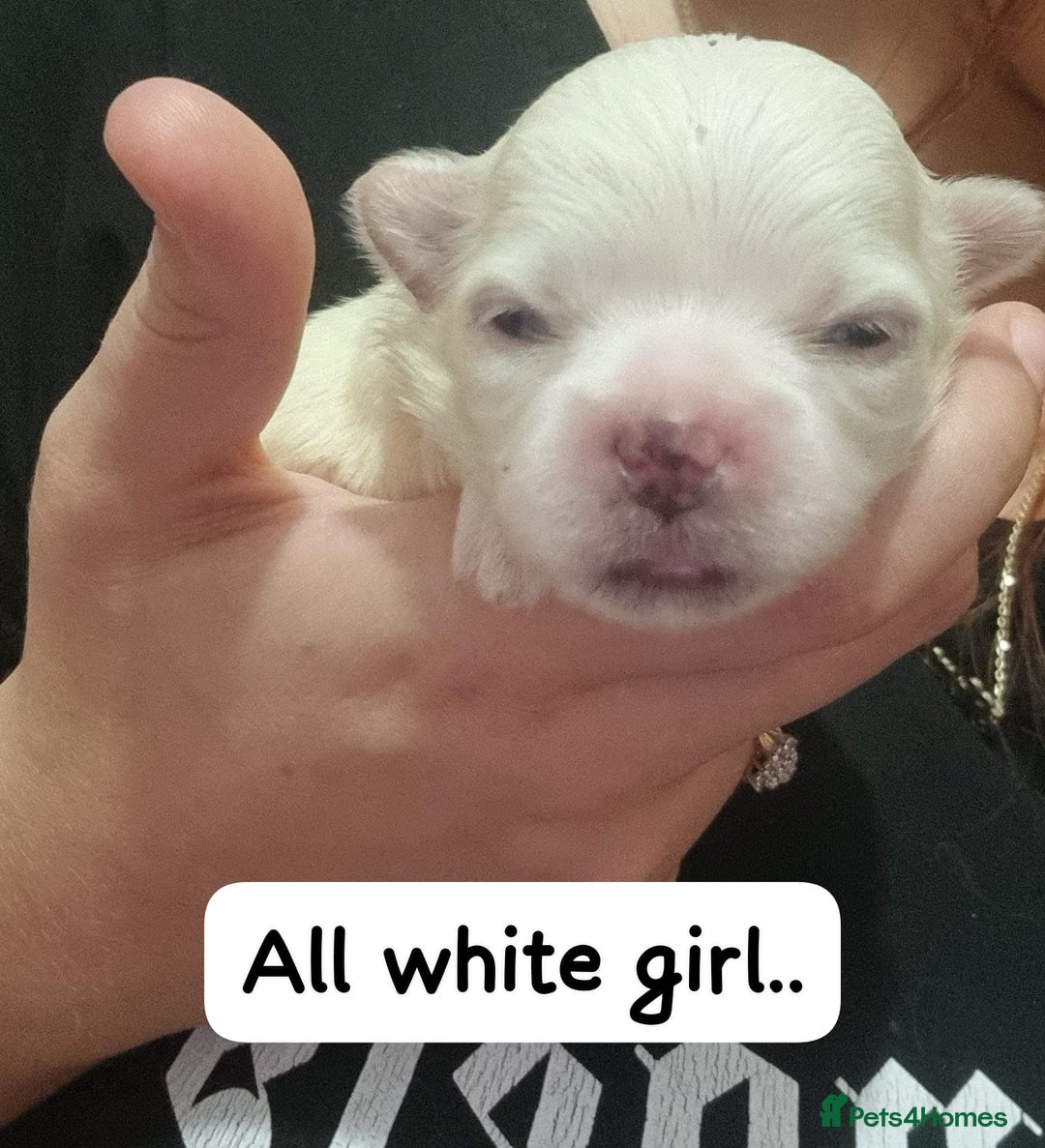 Mixed Breed dogs for sale: Pom x shih tzu pups  - Image 3