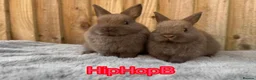 Netherland Dwarf rabbits for sale: Male and females pure bred Netherland dwarf  - Advert 2
