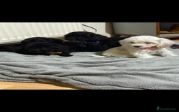 Cockapoo dogs for sale: Beutifull cockapoos  - Image 15