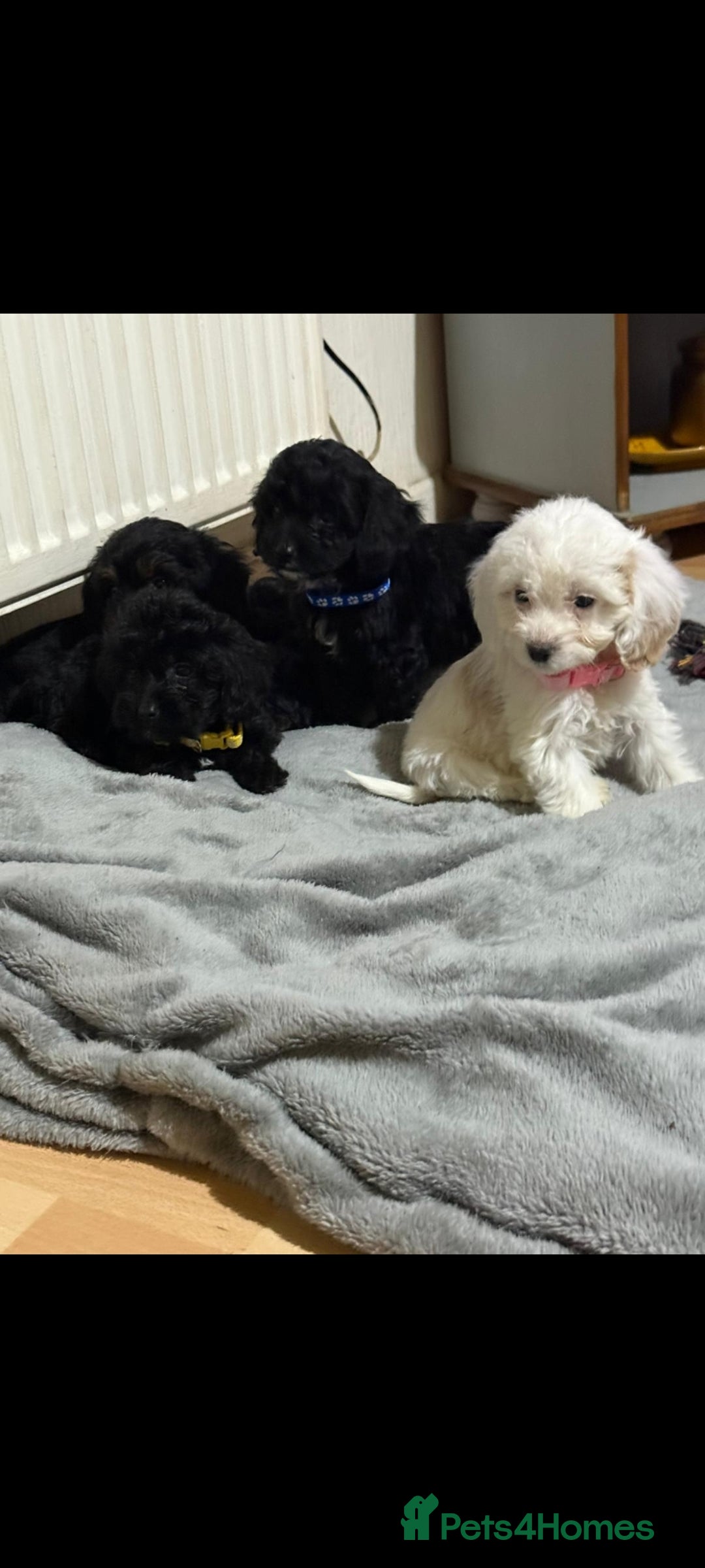 Cockapoo dogs for sale: Beutifull cockapoos  - Image 15