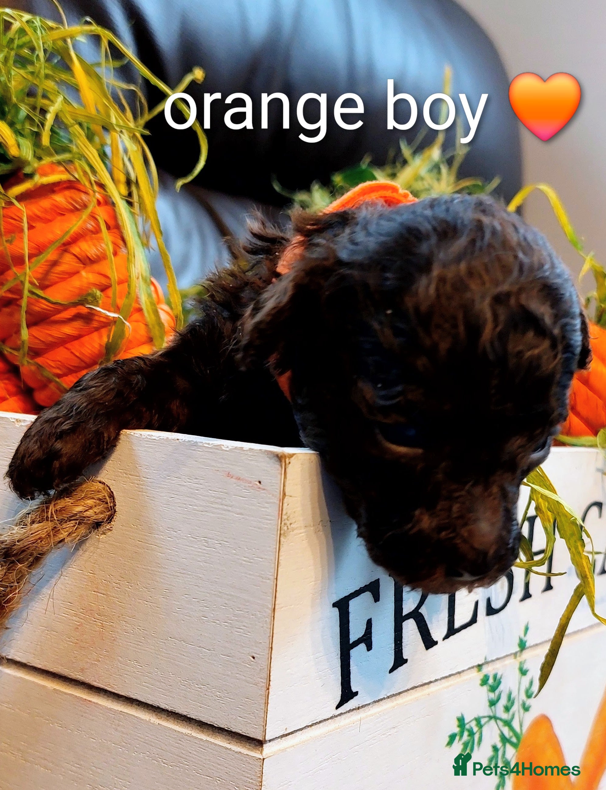 Toy Poodle dogs 🐾🐾🐾Chocolate toy poodles puppies🐾🐾🐾 - Advert 2