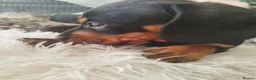 Dachshund dogs for sale: Dachshund  - Advert 5