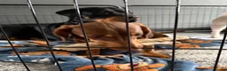 Dachshund dogs for sale: 1 female dashcund - Advert 3