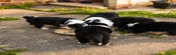Australian Shepherd dogs for sale: 🐾 Beautiful Australian Shepherd (Aussie) Puppies  - Advert 15